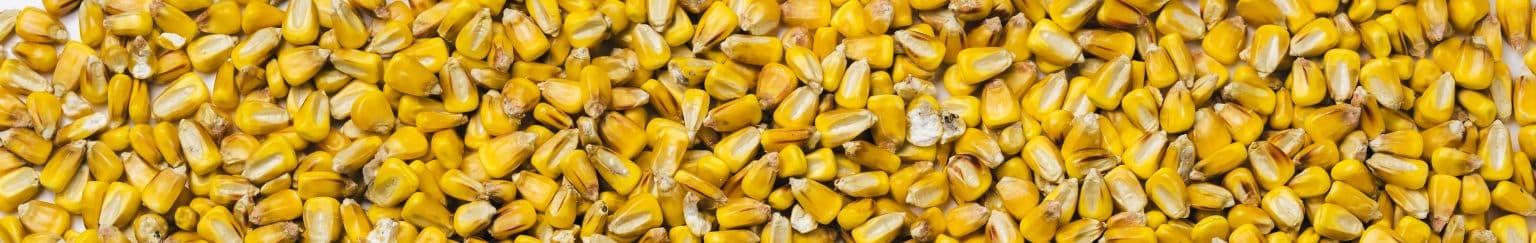 Grains 1 1536x243